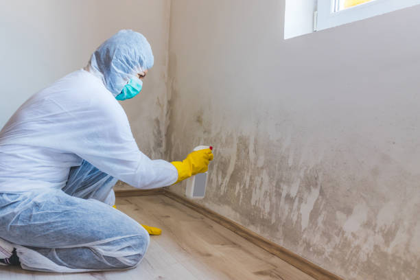 Licensed Black Mold Removal service in Luthersburg, PA - WQB Mold Removal