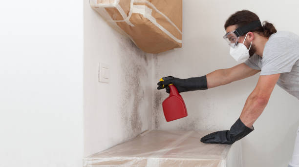 Professional Black Mold Removal technician working in Luthersburg, PA