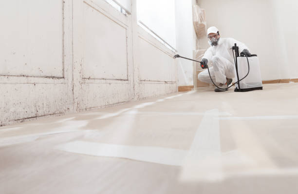 Trusted Black Mold Removal service in Luthersburg, PA - WQB Mold Removal