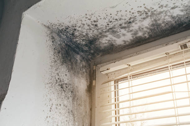 Affordable Black Mold Removal solutions in Luthersburg, PA